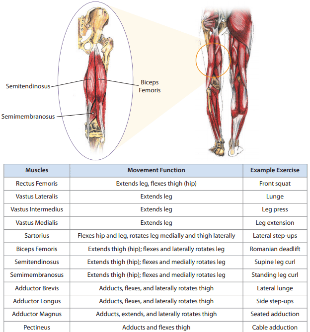 NCSF-anatomy