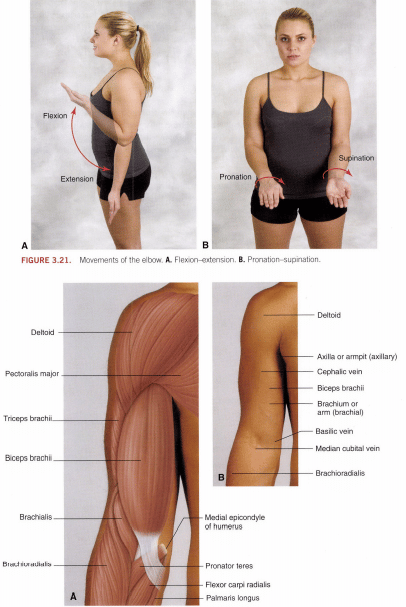 ACSM-joint-breakdown