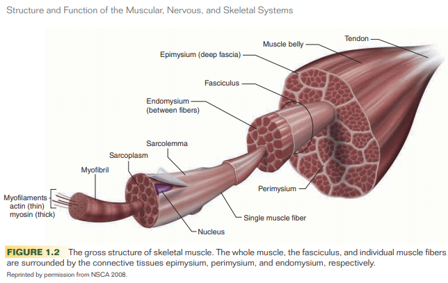 NSCA-anatomy-of-muscle-fibers