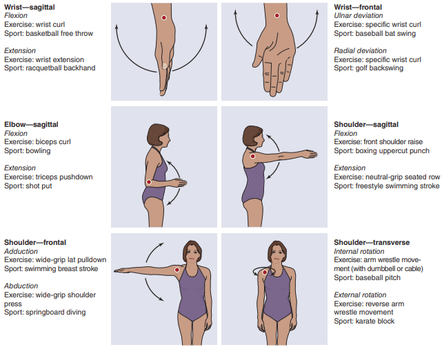 Human Kinetics - Looking for a new arm workout? Try this one from Women's  Home Workout Bible by Brad Schoenfeld. For more workouts, check out the  book