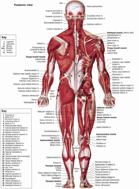 ACSM-anatomy-chart