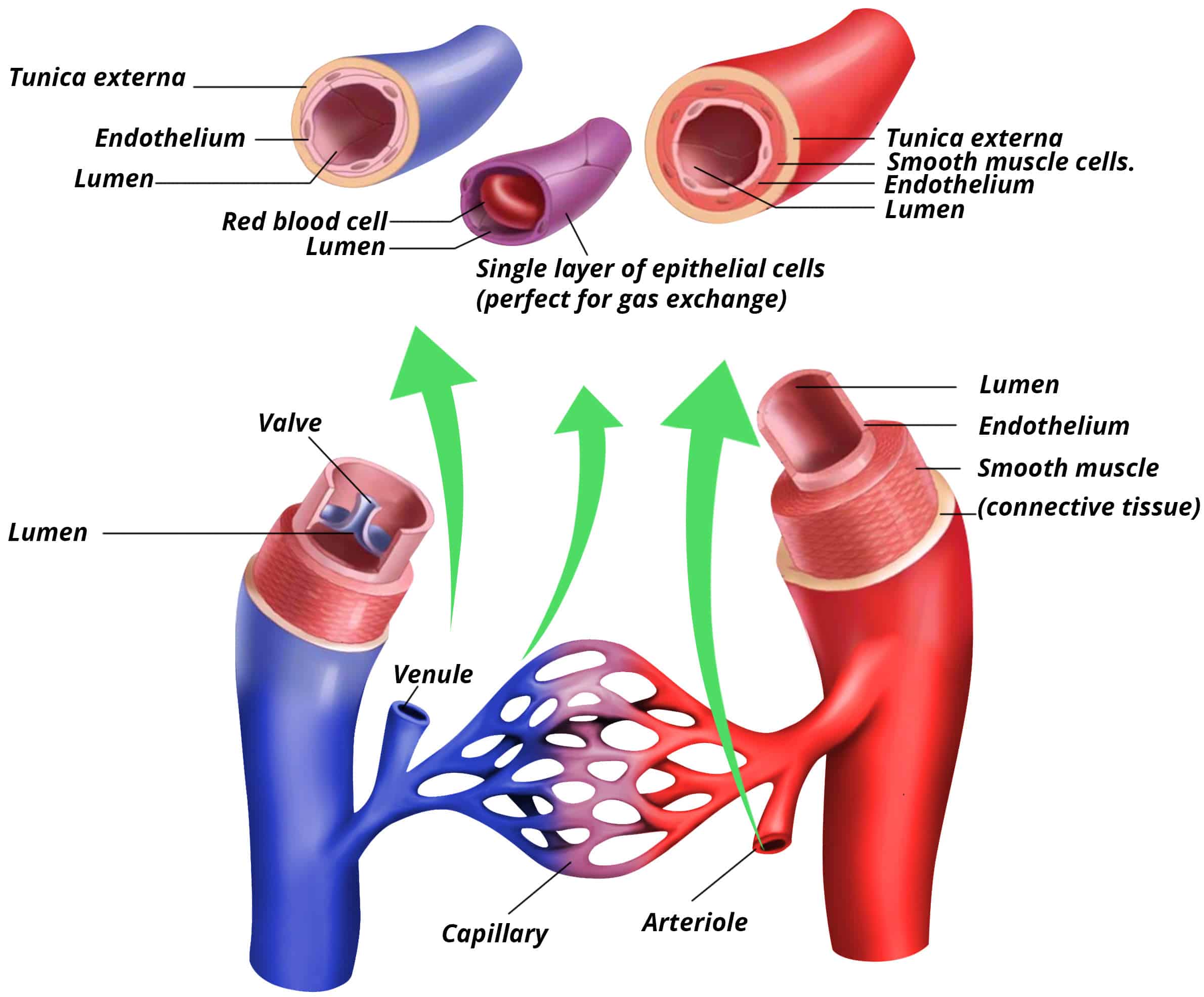 Chapter 4 The Cardiorespiratory System