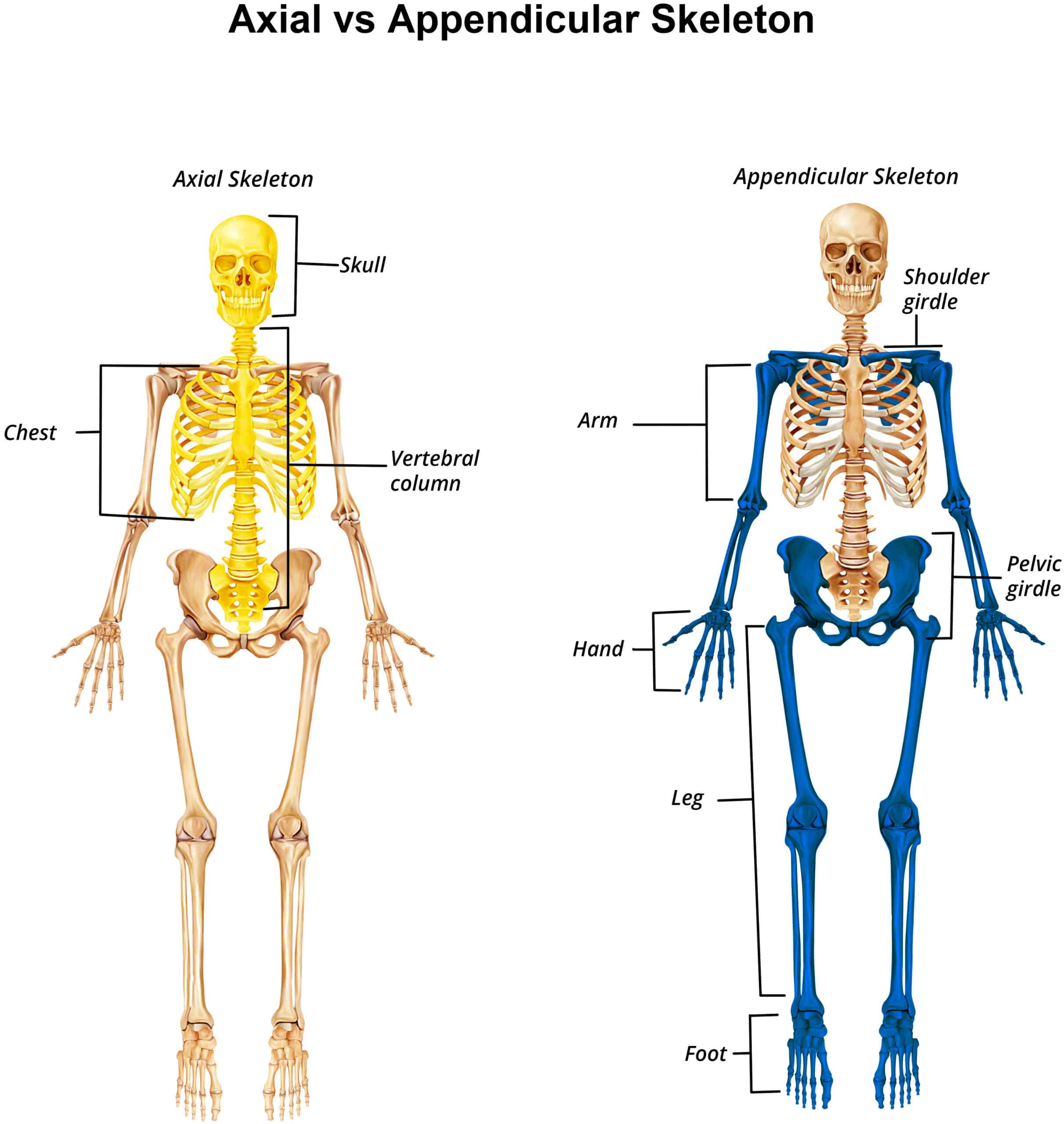 axial vs appendicular skeleton