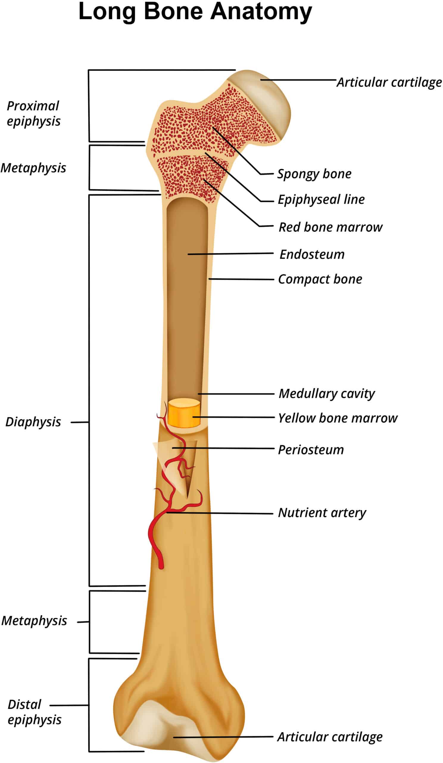 long bone anatomy