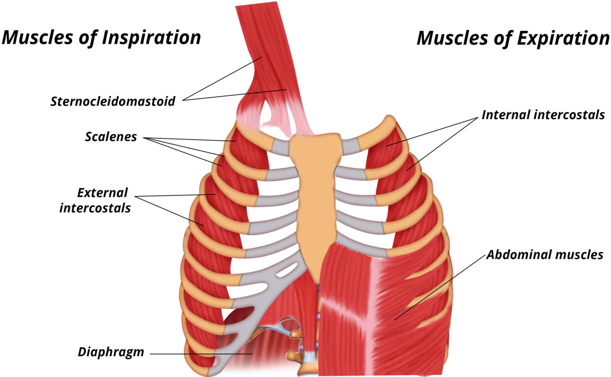 Chapter 4 The Cardiorespiratory System