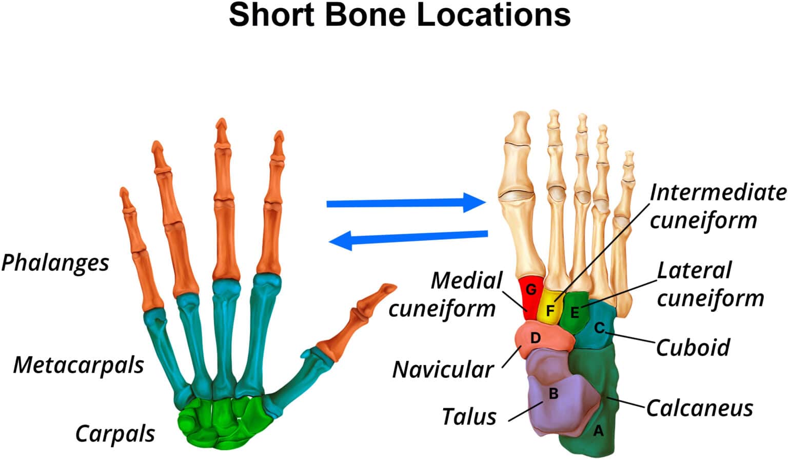 Chapter 1 The Skeletal System