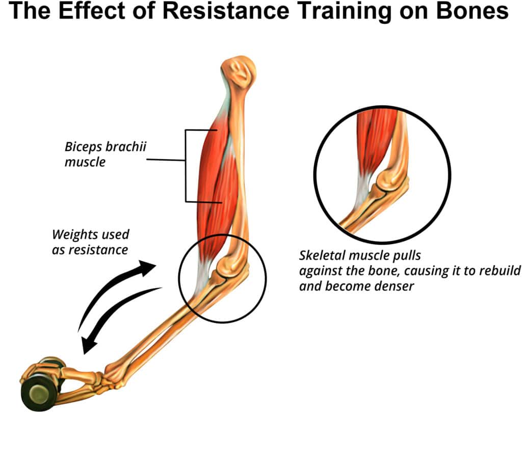 the effect of resistance training on bones