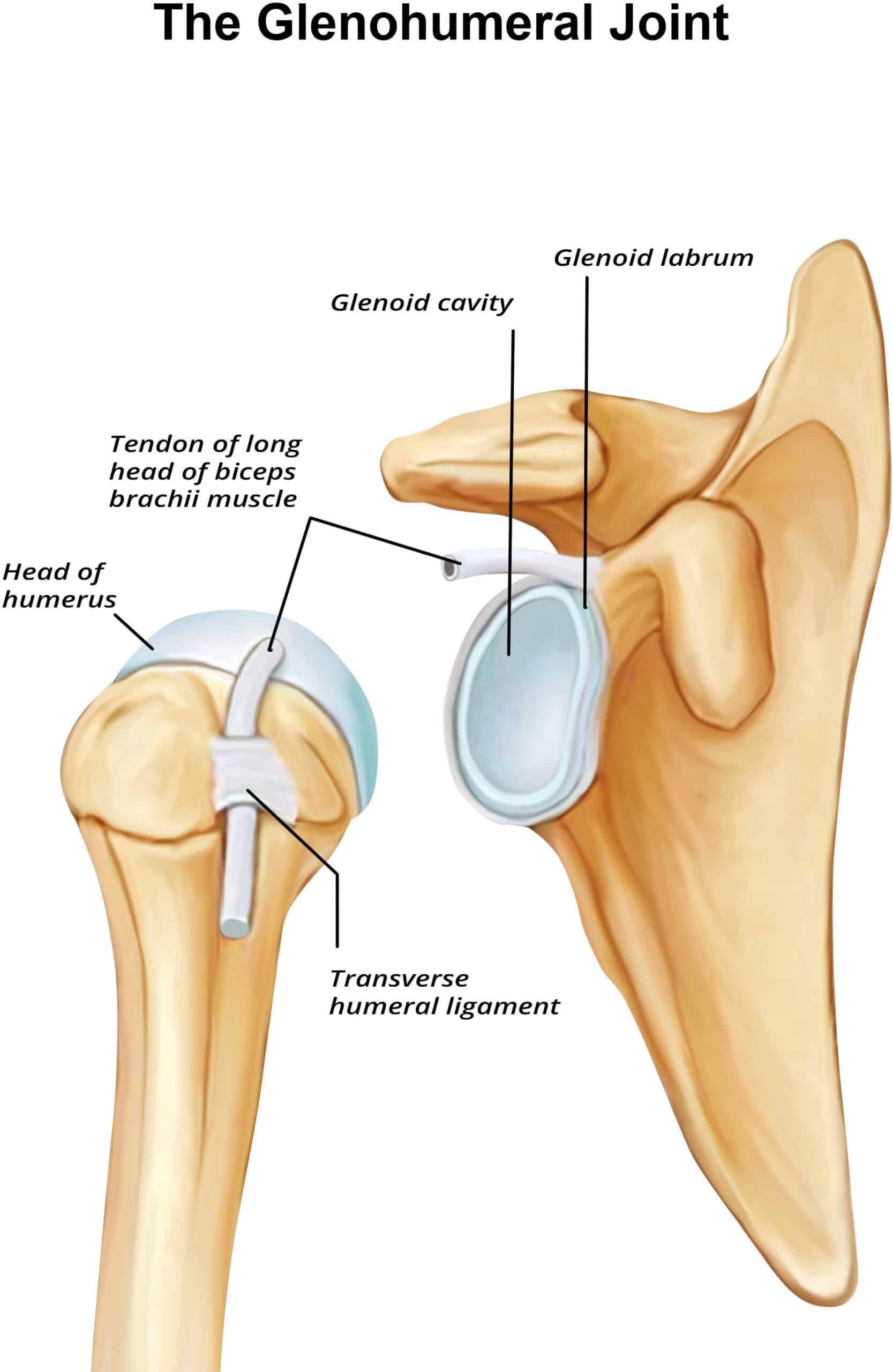 the glenohumeral joint