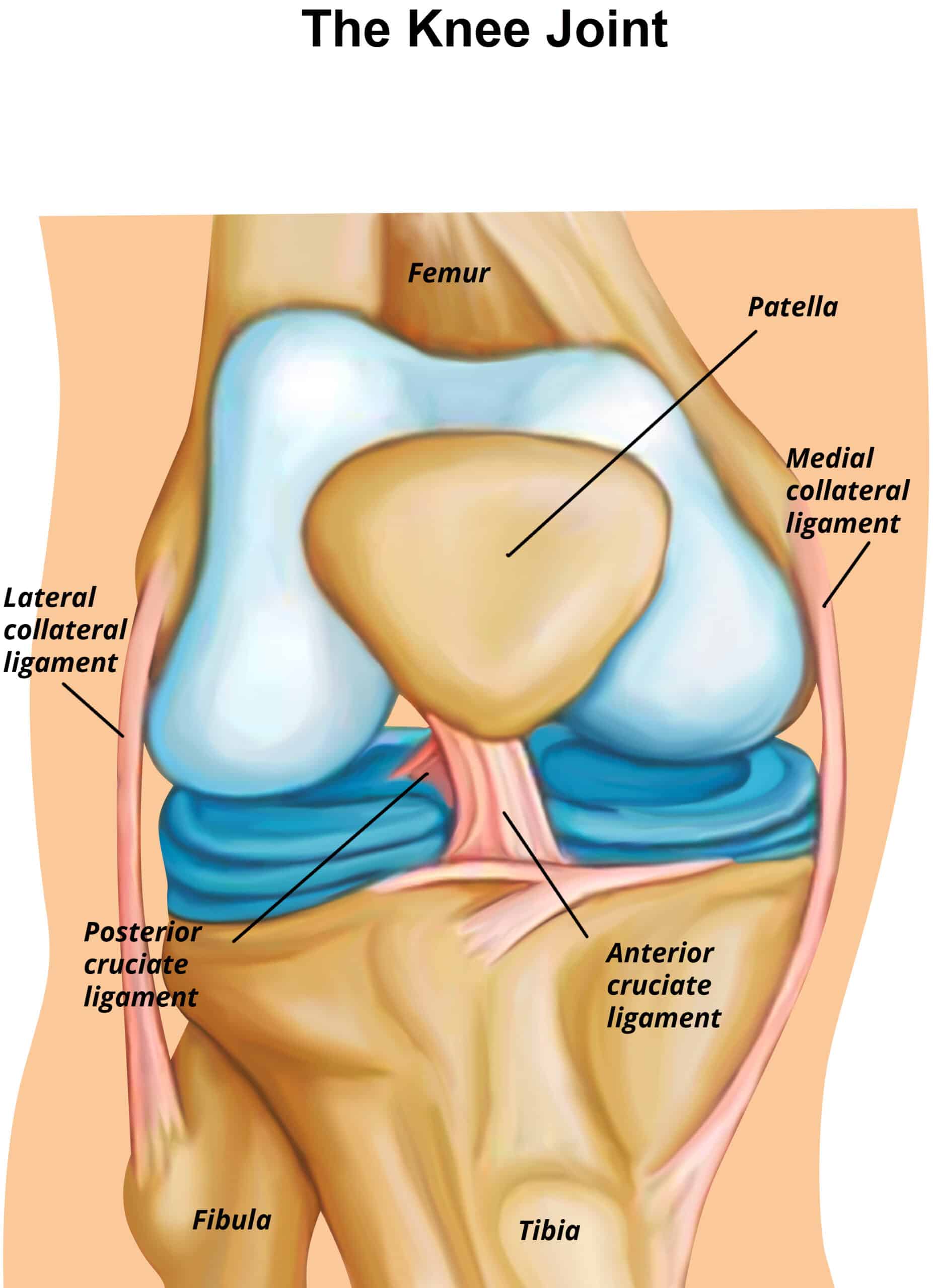 the knee joint