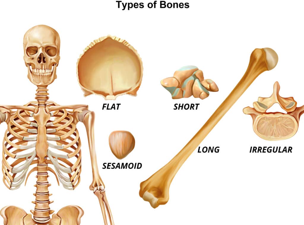 Chapter 1: The Skeletal System