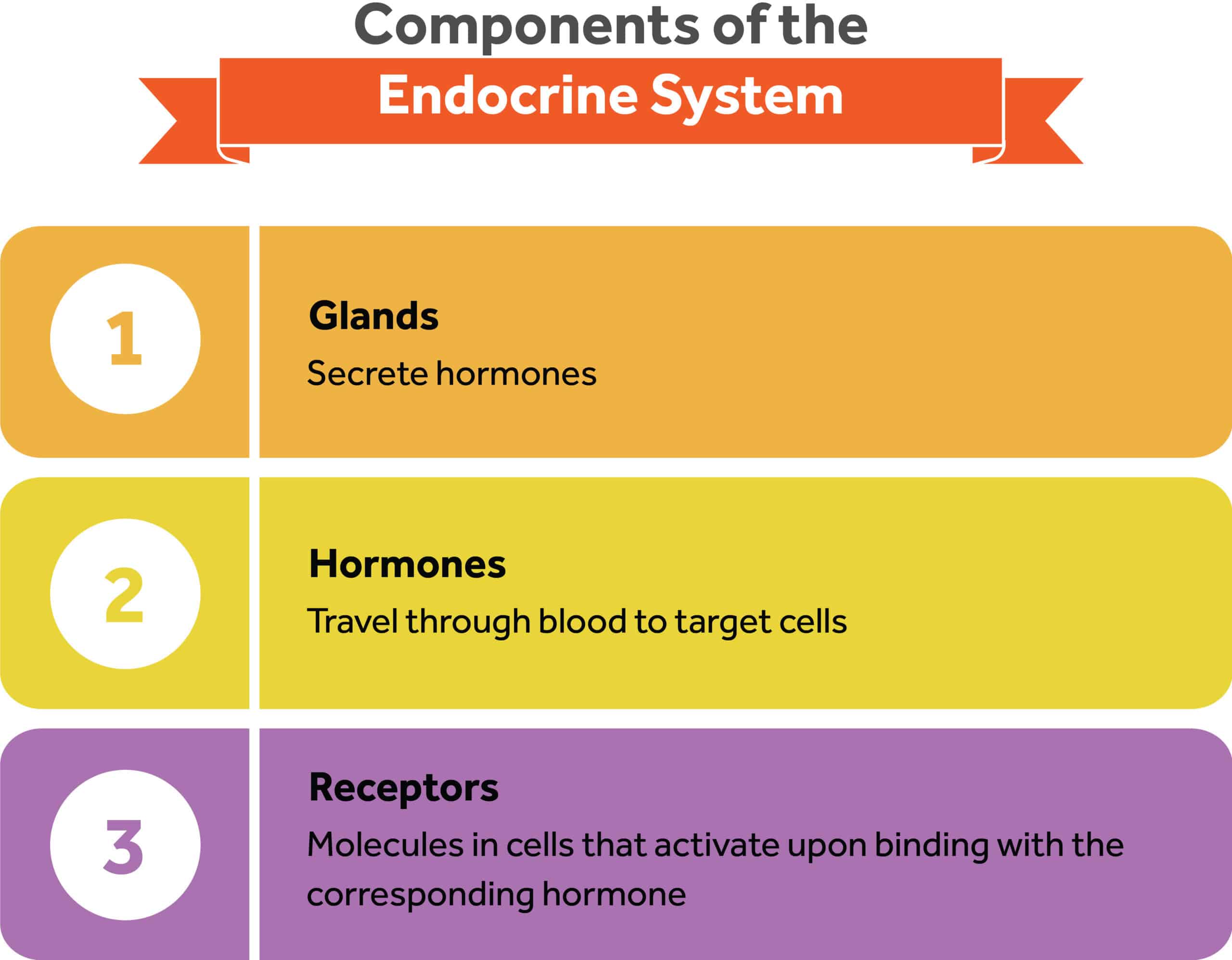 Chapter 5 The Endocrine System 