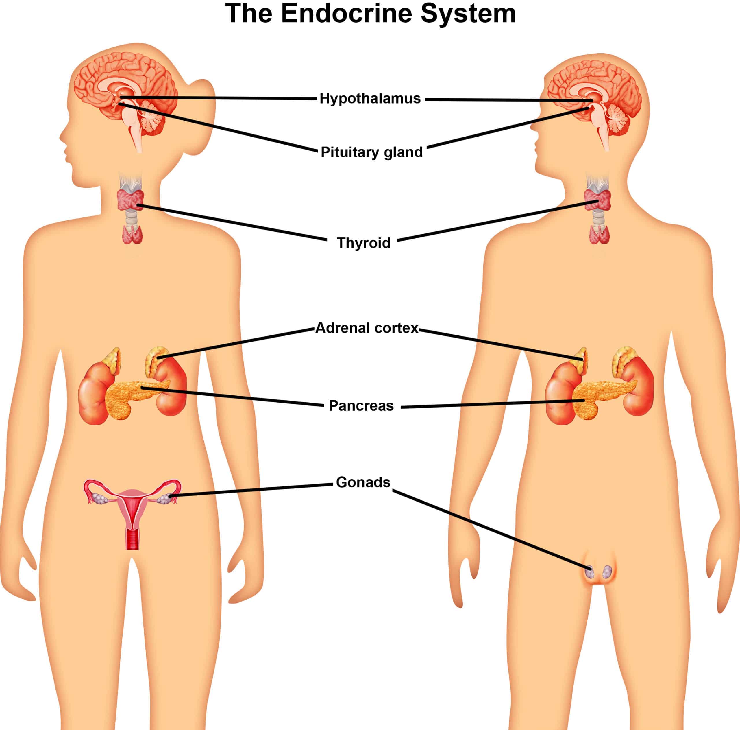 endocrine system function