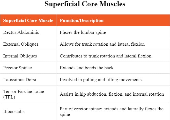 Which of the following is considered a superficial muscle of the core?

The rectus abdominis muscle is a superficial core muscle, among others.